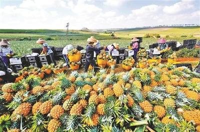 湛江徐聞菠蘿對接RCEP首次出口新加坡